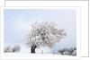 Hoar frost on beech trees in the Black Forest by Anonymous