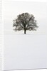 Old oak tree on a field in winter by Anonymous