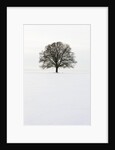 Old oak tree on a field in winter by Anonymous