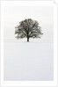 Old oak tree on a field in winter by Anonymous