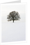 Old oak tree on a field in winter by Anonymous