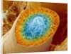 Sperm Production by Anonymous