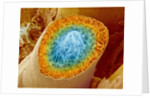 Sperm Production by Anonymous