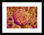 Glomerulus of kidney by Anonymous