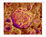 Glomerulus of kidney by Anonymous