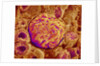 Glomerulus of kidney by Anonymous