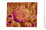 Glomerulus of kidney by Anonymous