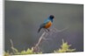 Superb Starling by Anonymous