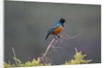 Superb Starling by Anonymous
