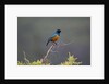 Superb Starling by Anonymous