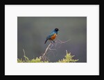 Superb Starling by Anonymous