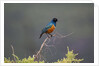 Superb Starling by Anonymous