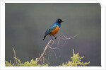 Superb Starling by Anonymous