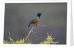 Superb Starling by Anonymous