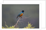 Superb Starling by Anonymous