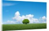 Lone tree in grassland by Anonymous