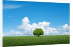 Lone tree in grassland by Anonymous