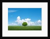 Lone tree in grassland by Anonymous