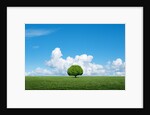 Lone tree in grassland by Anonymous