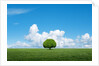 Lone tree in grassland by Anonymous