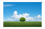 Lone tree in grassland by Anonymous