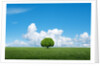 Lone tree in grassland by Anonymous