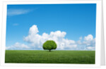 Lone tree in grassland by Anonymous
