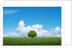 Lone tree in grassland by Anonymous