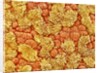 Cilia and mucous cells of oviduct (rat) by Anonymous