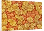 Cilia and mucous cells of oviduct (rat) by Anonymous
