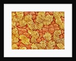 Cilia and mucous cells of oviduct (rat) by Anonymous
