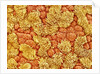 Cilia and mucous cells of oviduct (rat) by Anonymous