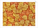 Cilia and mucous cells of oviduct (rat) by Anonymous