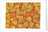 Cilia and mucous cells of oviduct (rat) by Anonymous