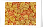 Cilia and mucous cells of oviduct (rat) by Anonymous