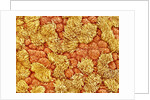 Cilia and mucous cells of oviduct (rat) by Anonymous