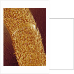 Antenna of ant by Anonymous