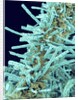 Marine Diatom by Anonymous