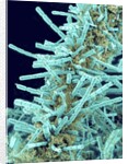 Marine Diatom by Anonymous