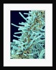 Marine Diatom by Anonymous