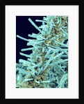 Marine Diatom by Anonymous