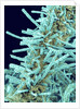 Marine Diatom by Anonymous