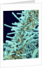 Marine Diatom by Anonymous