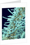 Marine Diatom by Anonymous