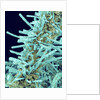 Marine Diatom by Anonymous