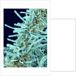 Marine Diatom by Anonymous