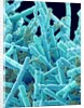 Marine Diatom by Anonymous