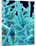 Marine Diatom by Anonymous