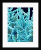 Marine Diatom by Anonymous