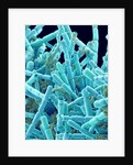 Marine Diatom by Anonymous